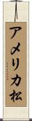 アメリカ松 Scroll