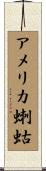アメリカ蝲蛄 Scroll