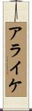 アライケ Scroll