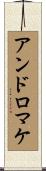 アンドロマケ Scroll