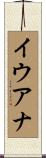 Iuana Scroll