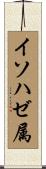 イソハゼ属 Scroll
