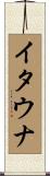 イタウナ Scroll