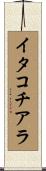 イタコチアラ Scroll