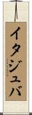 イタジュバ Scroll
