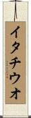イタチウオ Scroll