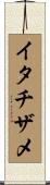 イタチザメ Scroll