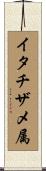 イタチザメ属 Scroll