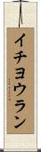 イチヨウラン Scroll