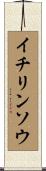 イチリンソウ Scroll