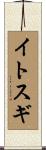 イトスギ Scroll