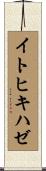 イトヒキハゼ Scroll