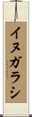 イヌガラシ Scroll