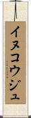 イヌコウジュ Scroll