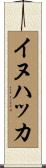 イヌハッカ Scroll