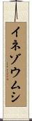 イネゾウムシ Scroll