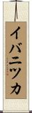 イバニツカ Scroll