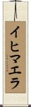 イヒマエラ Scroll