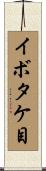 イボタケ目 Scroll