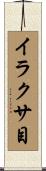 イラクサ目 Scroll