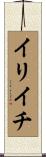 イリイチ Scroll