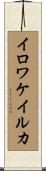 イロワケイルカ Scroll