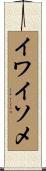 イワイソメ Scroll