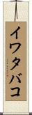 イワタバコ Scroll