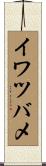 イワツバメ Scroll