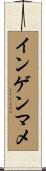 インゲンマメ Scroll