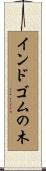 インドゴムの木 Scroll
