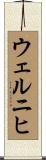 ウェルニヒ Scroll