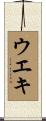 ウエキ Scroll