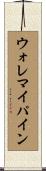 ウォレマイパイン Scroll