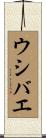 ウシバエ Scroll