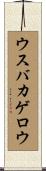 ウスバカゲロウ Scroll