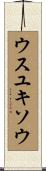 ウスユキソウ Scroll