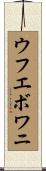 ウフエボワニ Scroll
