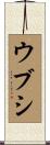 ウブシ Scroll