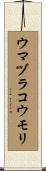 ウマヅラコウモリ Scroll