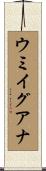 ウミイグアナ Scroll