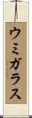 ウミガラス Scroll