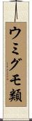 ウミグモ類 Scroll