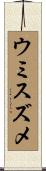 ウミスズメ Scroll