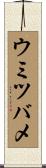 ウミツバメ Scroll