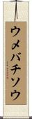 ウメバチソウ Scroll