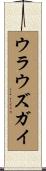 ウラウズガイ Scroll