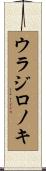 ウラジロノキ Scroll