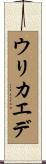 ウリカエデ Scroll