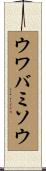 ウワバミソウ Scroll
